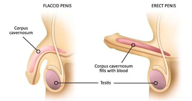 Erectile Dysfunction