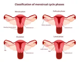 Menstruation Cycle
